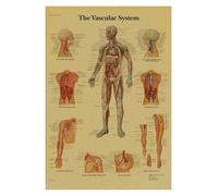 Supkan natomie et physiologie l'affiche de Structure corporelle Squelette rétro Kraft Paper Sticker Vintage Room Medical Decor Art Wall(12,A3)