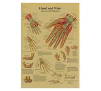 Supkan natomie et physiologie l'affiche de Structure corporelle Squelette rétro Kraft Paper Sticker Vintage Room Medical Decor Art Wall(7,A3)