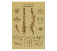 Supkan natomie et physiologie l'affiche de Structure corporelle Squelette rétro Kraft Paper Sticker Vintage Room Medical Decor Art Wall(6,A4)