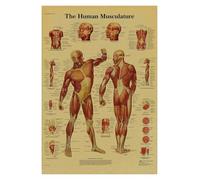 Supkan natomie et physiologie l'affiche de Structure corporelle Squelette rétro Kraft Paper Sticker Vintage Room Medical Decor Art Wall(4,A4)