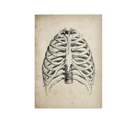 Supkan natomie Humaine Anatomie médicale Science Vintage Affiches Art médecin Clinique décoration Murale Photos Papier Kraft(4,42x30cm No Frame)