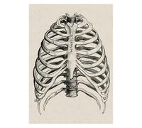 Supkan natomie Humaine éducation Affiche Murale Style Nordique Membres de la Colonne vertébrale Squelette Structure médicale Toile Peinture décorative(E,30x40cm No Frame)