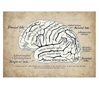 Supkan natomie Humaine éducation Affiche Murale Style Nordique Membres de la Colonne vertébrale Squelette Structure médicale Toile Peinture décorative(J,30x45cm No Frame)