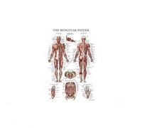 Supkan natomie Humaine Mur Art Affiche Impression Squelette Muscle éducation médicale Toile Peinture HD Moderne décoration de la Maison Photos(Human Anatomy 1,21x30cm Framed)