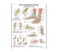 Supkan natomie Humaine Mur Art Peinture Anatomie Affiche Organes anatomiques Impression sur Toile médecine Photo Clinique Bureau(109)