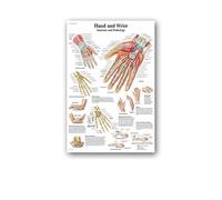 Supkan natomie Humaine Muscles système Affiche Mur Art Soie Peinture Corps Carte Photos for l'éducation médicale Clinique décoration(18,60x80cm No Frame)