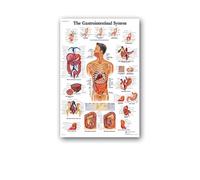 Supkan natomie Humaine Muscles système Affiche Mur Art Soie Peinture Corps Carte Photos for l'éducation médicale Clinique décoration(12,20x30cm No Frame)
