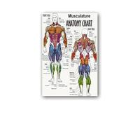 Supkan natomie Humaine Muscles système Affiche Mur Art Soie Peinture Corps Carte Photos for l'éducation médicale Clinique décoration(9,30x40cm No Frame)