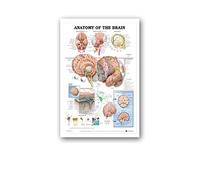 Supkan natomie Humaine Muscles système Affiche Mur Art Soie Peinture Corps Carte Photos for l'éducation médicale Clinique décoration(14,50x70cm No Frame)