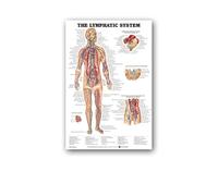 Supkan natomie Humaine Muscles système Affiche Mur Art Soie Peinture Corps Carte Photos for l'éducation médicale Clinique décoration(4,20x30cm No Frame)