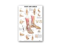 Supkan natomie Humaine Muscles système Affiche Mur Art Soie Peinture Corps Carte Photos for l'éducation médicale Clinique décoration(7,40x60cm No Frame)