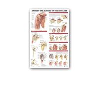 Supkan natomie Humaine Muscles système Affiche Mur Art Soie Peinture Corps Carte Photos for l'éducation médicale Clinique décoration(8,50x70cm No Frame)