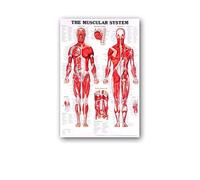 Supkan natomie Humaine Muscles système Affiche Mur Art Soie Peinture Corps Carte Photos for l'éducation médicale Clinique décoration(21,50x70cm No Frame)