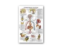 Supkan natomie Humaine Muscles système Affiche Mur Art Soie Peinture Corps Carte Photos for l'éducation médicale Clinique décoration(16,40x60cm No Frame)