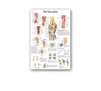Supkan natomie Humaine Muscles système Affiche Mur Art Soie Peinture Corps Carte Photos for l'éducation médicale Clinique décoration(11,60x80cm No Frame)