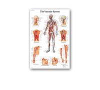 Supkan natomie Humaine Muscles système Affiche Mur Art Soie Peinture Corps Carte Photos for l'éducation médicale Clinique décoration(22,40x60cm No Frame)