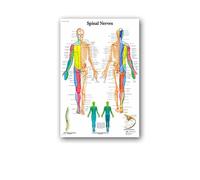 Supkan natomie Humaine Muscles système Affiche Mur Art Soie Peinture Corps Carte Photos for l'éducation médicale Clinique décoration(20,30x40cm No Frame)