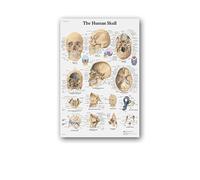 Supkan natomie Humaine Muscles système Affiche Mur Art Soie Peinture Corps Carte Photos for l'éducation médicale Clinique décoration(2,30x40cm No Frame)
