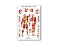 Supkan natomie Humaine Muscles système Affiche Mur Art Soie Peinture Corps Carte Photos for l'éducation médicale Clinique décoration(19,50x70cm No Frame)