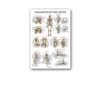 Supkan natomie Humaine Muscles système Affiche Mur Art Soie Peinture Corps Carte Photos for l'éducation médicale Clinique décoration(5,40x60cm No Frame)