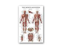 Supkan natomie Humaine Muscles système Affiche Mur Art Soie Peinture Corps Carte Photos for l'éducation médicale Clinique décoration(6,40x60cm No Frame)