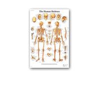 Supkan natomie Humaine Muscles système Affiche Mur Art Soie Peinture Corps Carte Photos for l'éducation médicale Clinique décoration(24,20x30cm No Frame)