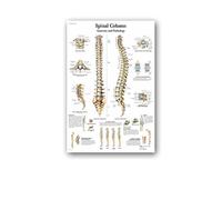 Supkan natomie Humaine Muscles système Affiche Mur Art Soie Peinture Corps Carte Photos for l'éducation médicale Clinique décoration(15,40x60cm No Frame)