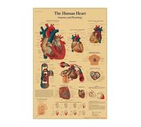 Supkan natomie Humaine Muscles système Art Affiche Impression Corps Carte Papier Kraft Mur Photos for l'éducation décor à la Maison(13,42x30cm)