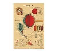 Supkan natomie Humaine Muscles système Art Affiche Impression Corps Carte Papier Kraft Mur Photos for l'éducation décor à la Maison(01,42x30cm)