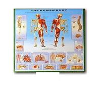 Supkan natomie Humaine Muscles système Art Affiche Impression Corps Carte Soie Mur Photos for l'éducation médicale décor à la Maison Nouveau(56)