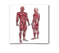 Supkan natomie Humaine Muscles système Art Affiche Impression Corps Carte Soie Mur Photos for l'éducation médicale décor à la Maison Nouveau(44)