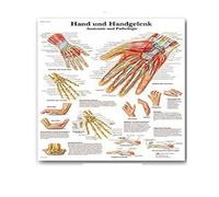 Supkan natomie Humaine Muscles système Art Affiche Impression Corps Carte Soie Mur Photos for l'éducation médicale décor à la Maison Nouveau(73)