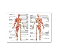 Supkan natomie Humaine Muscles système Art Affiche Impression Corps Carte Soie Mur Photos for l'éducation médicale décor à la Maison Nouveau(89)