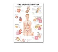 Supkan natomie Humaine Muscles système Art Affiche Impression Corps Carte Soie Mur Photos for l'éducation médicale décor à la Maison Nouveau(31)