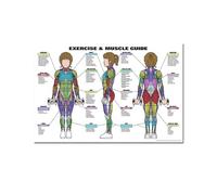 Supkan natomie Humaine Muscles système Art Affiche Impression Corps Carte Soie Mur Photos for l'éducation médicale décor à la Maison Nouveau(60)