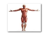Supkan natomie Humaine Muscles système Art Affiche Impression Corps Carte Soie Mur Photos for l'éducation médicale décor à la Maison Nouveau(38)