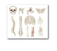 Supkan natomie Humaine Muscles système Art Affiche Impression Corps Carte Soie Mur Photos for l'éducation médicale décor à la Maison Nouveau(40)