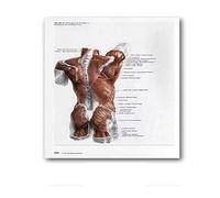 Supkan natomie Humaine Muscles système Art Affiche Impression Corps Carte Soie Mur Photos for l'éducation médicale décor à la Maison Nouveau(45)