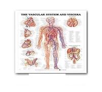Supkan natomie Humaine Muscles système Art Affiche Impression Corps Carte Soie Mur Photos for l'éducation médicale décor à la Maison Nouveau(57)