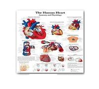 Supkan natomie Humaine Muscles système Art Affiche Impression Corps Carte Soie Mur Photos for l'éducation médicale décor à la Maison Nouveau(70)