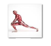Supkan natomie Humaine Muscles système Art Affiche Impression Corps Carte Soie Mur Photos for l'éducation médicale décor à la Maison Nouveau(37)