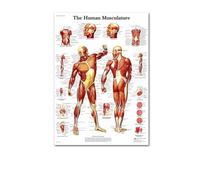 Supkan natomie Humaine Muscles système Art Affiche Impression Corps Carte Soie Mur Photos for l'éducation médicale décor à la Maison Nouveau(75)