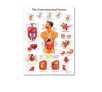 Supkan natomie Humaine Muscles système Art Affiche Impression Corps Carte Soie Mur Photos for l'éducation médicale décor à la Maison Nouveau(72)