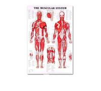 Supkan natomie Humaine Muscles système Art Affiche Impression Corps Carte Soie Mur Photos for l'éducation médicale décor à la Maison Nouveau(76)