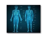 Supkan natomie Humaine Muscles système Art Affiche Impression Corps Carte Soie Mur Photos for l'éducation médicale décor à la Maison Nouveau(36)
