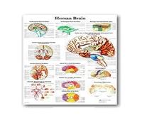 Supkan natomie Humaine Muscles système Art Affiche Impression Corps Carte Soie Mur Photos for l'éducation médicale décor à la Maison Nouveau(71)