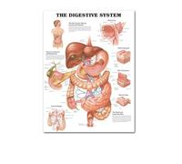 Supkan natomie Humaine Muscles système Art Affiche Impression Corps Carte Soie Mur Photos for l'éducation médicale décor à la Maison Nouveau(28)