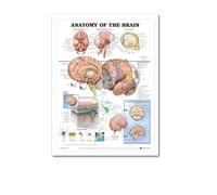 Supkan natomie Humaine Muscles système Art Affiche Impression Corps Carte Soie Mur Photos for l'éducation médicale décor à la Maison Nouveau(32)