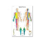 Supkan natomie Humaine Muscles système Art Affiche Impression Corps Carte Soie Mur Photos for l'éducation médicale décor à la Maison Nouveau(77)