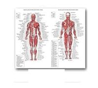 Supkan natomie Humaine Muscles système Art Affiche Impression Corps Carte Soie Mur Photos for l'éducation médicale décor à la Maison Nouveau(01)